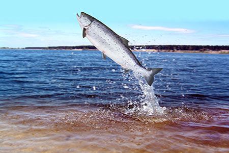 Nord Stream 2 releases 90 000 young Atlantic salmon