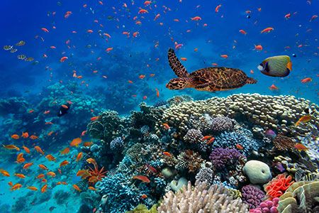 Nord Stream 2 presents findings of biodiversity enhancement initiatives
